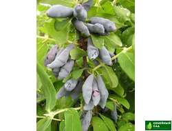 Жимолость "Мичуринское диво"