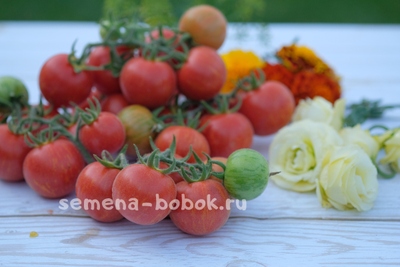 Томат Эльберта Персиковая  (Elberta Peach), 10 шт