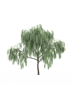 Растения, листья