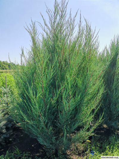 Можжевельник СкайРокет 5 метров