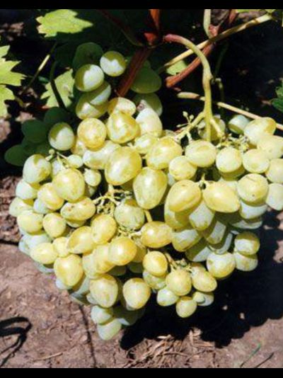 Наличие саженцев в садовом центре