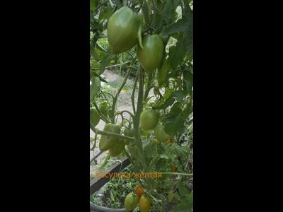 Томат Сосулька желтая