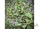 Ficus Benjamina Nicole / фикус Бенджамина Николь