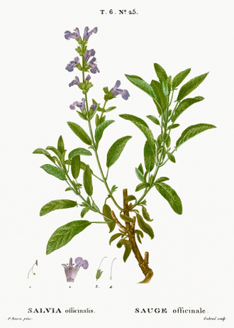 Шалфей лекарственный (Salvia officinalis), цветущие верхушки, Крым (5 мл) - 100% натуральное эфирное масло