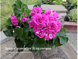 Пеларгония Эрик - Созвездие Близнецов