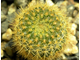 Frailea pumila v.aurea (D=10-12мм)