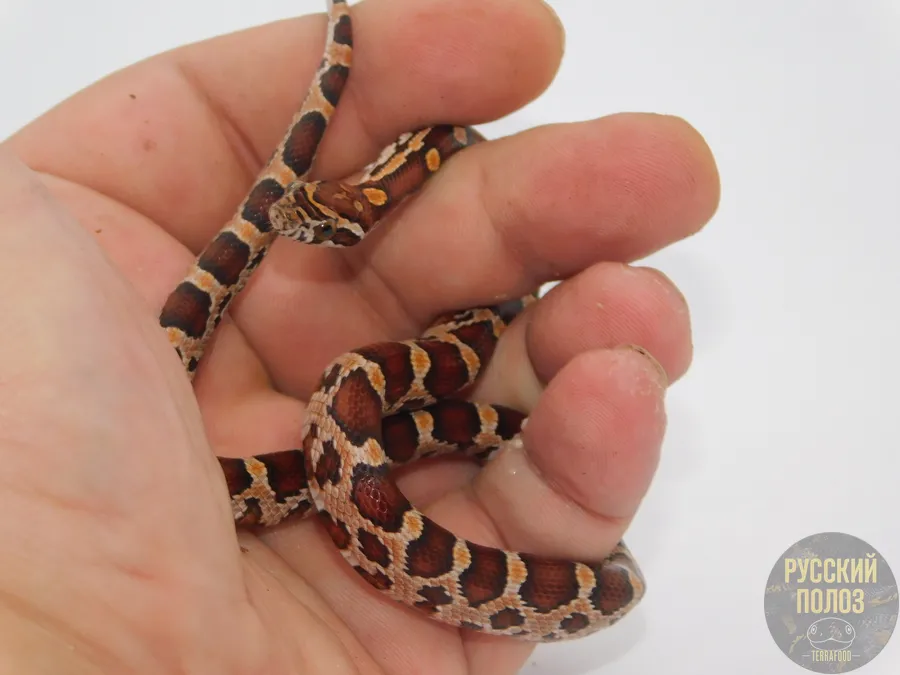 Полоз маисовый het.Scaleles