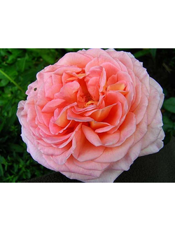 Абрахам Дерби (Abraham Darby) С2,10-20(корнесобственная)