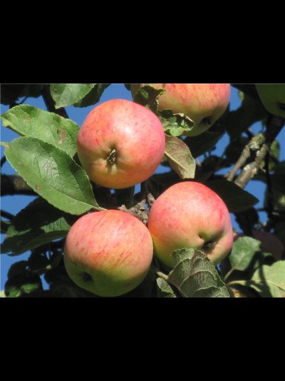 Штрейфлинг (яблоня), 1год, ЗКС