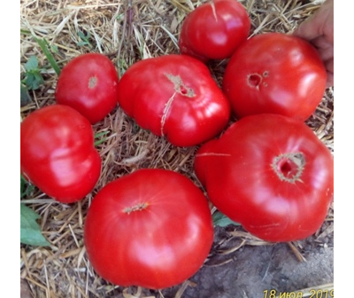 Томат Карабас-Барабас