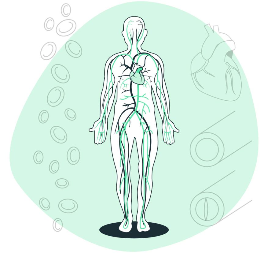 <a href="https://ru.freepik.com/free-vector/circulatory-system-concept-illustration_15378171.htm#que