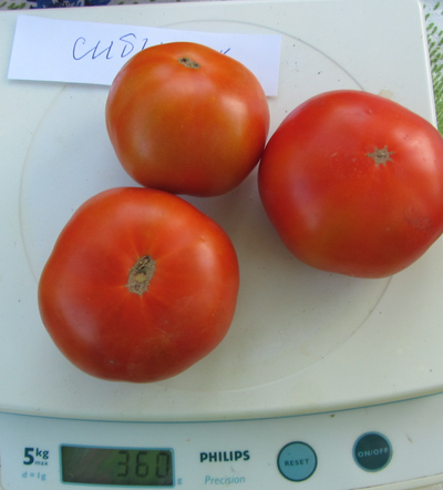 Томат Сибиряк