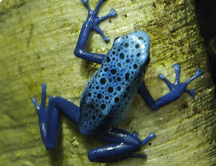 ДРЕВЕСНЫЕ ЛЯГУШКИ - Голубой древолаз (Dendrobates azureus)