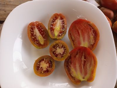 Гном Альмандин (Dwarf Almandine)