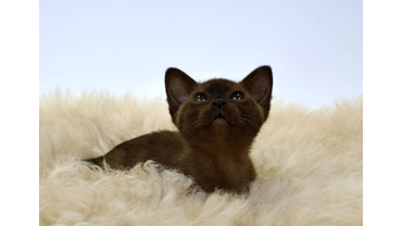 Бурманский котенок соболиного окраса