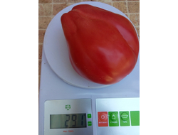 Томат Ребелпик (Rebelpik), Польша