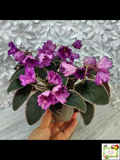 Nik-Кони в Яблоко  (Н. Булко) 2022 г. (пестролистный лонг)