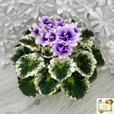 Р-Дурман (В. Зуб) 2020 г. (лист с детками укоренённый)