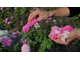 Гидролат Роза крымская Rosa gallica (лепестки) 250 мл