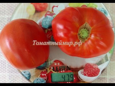 Томат Итало (Italo)