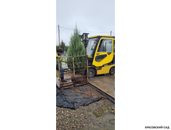 Можжевельник Фишт - Fischt