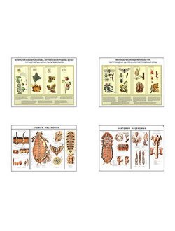 Плакаты ПРОФТЕХ "Вредители и болезни ягодных культур и меры борьбы с ними" (4 пл, винил, 70х100)