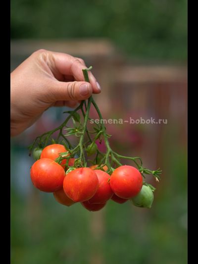 Томат Dwarf  Gandolf (Гендольф), 10 шт