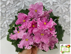 НД-Ливадия (Н. Данилова-Суворова) 2020 г.