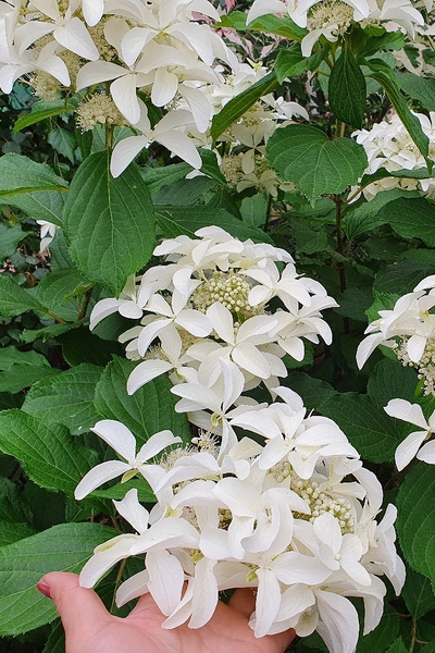 Гортензия метельчатая GREAT STAR