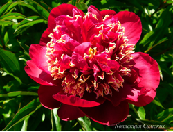 Пион Akron (Акрон)