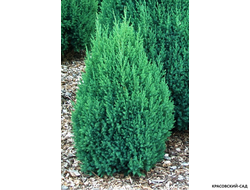 Можжевельник китайский Стрикта купить в Москве