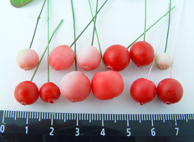 Набор молдов "Брусника, черника, морошка"