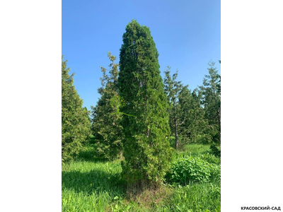 Туя Малониана