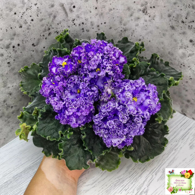 АВ-Озерная Фея (Фиалковод) 2017 г.