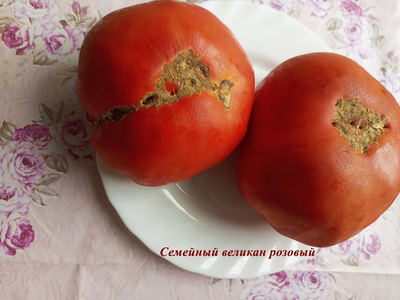 Томат Семейный великан