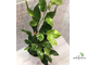 Ficus tinctoria variegated/ фикус Тинктория вариегатный