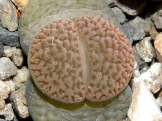 Lithops hookeri v.dabneri C085 (MG-  )