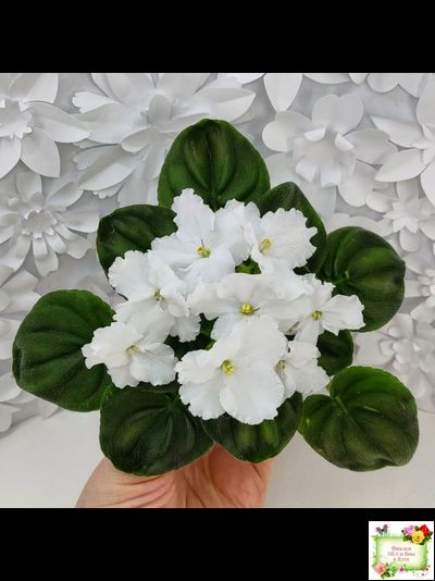 OS-Джунгарик (С.Осипова) (клакамас с кроновой пестролистностью)