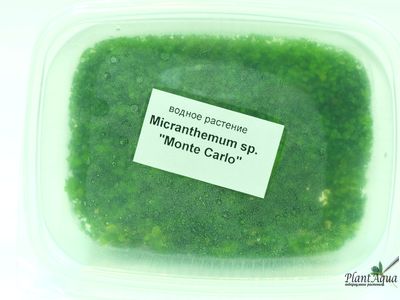 MICRANTHEMUM TWEEDIEI "MONTE CARLO"/ МИКРАНТЕМУМ "МОНТЕ КАРЛО" (меристемный) XL КОНТЕЙНЕР