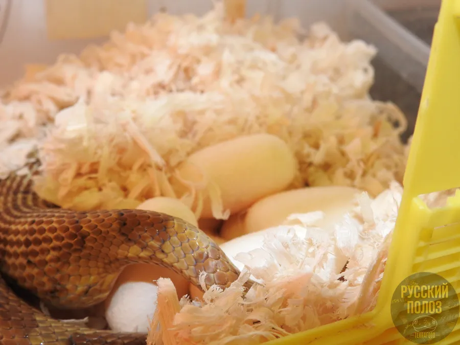 Полоз маисовый, Pantherophis guttatus