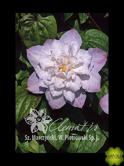Клематис 'Veronica's Choice' (Вероникас Чойс) (2 группа)