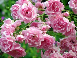 Роза Зе Фейри (The Fairy), ОКС, Россия