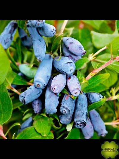 Жимолость "БАКЧАРСКАЯ ЮБИЛЕЙНАЯ" (очень крупная ягода) саженец 3 года