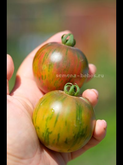 Томат Dwarf Rebel Starfighter Penny Lane (Гном Восставший Звездный Истребитель Пенни Лейн), 10 шт