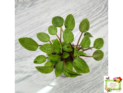 Серебряный Дождь Ю. Коваленко) 2023 г. листовая химера