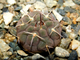 Gymnocalycium riojense VG-671 (D=25-30 mm)