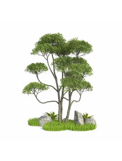 альпинарии Альпинарий jewel