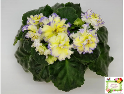 ЛЕ-Золото Нибелунгов (Е. Лебецкая) 2017 г.