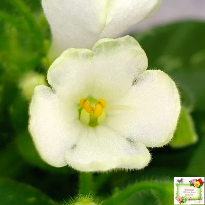 Н-Каламбур (Н. Бердикова) 2016 трейлер