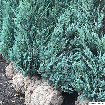 Можжевельник Моффат Блю - Moffat Blue